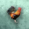 极闪影视